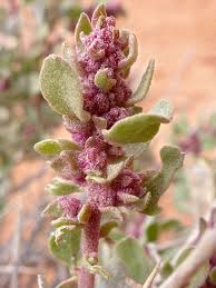 Attēlu rezultāti vaicājumam “Atriplex calotheca flower”