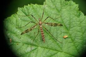 Attēlu rezultāti vaicājumam “Epiphragma ocellare”