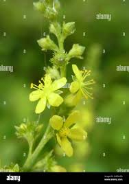 Attēlu rezultāti vaicājumam “Agrimonia pilosa”