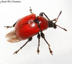 Attēlu rezultāti vaicājumam “Attelabus nitens”