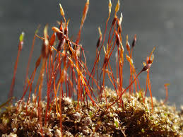 Attēlu rezultāti vaicājumam “Didymodon tophaceus sporophyte”