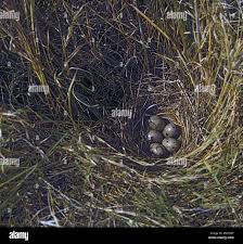 Attēlu rezultāti vaicājumam “Emberiza schoeniclus eggs”
