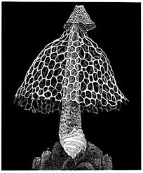 Attēlu rezultāti vaicājumam “Phallus impudicus”