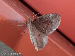 Attēlu rezultāti vaicājumam “Epirranthis diversata”