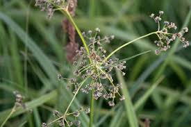 Attēlu rezultāti vaicājumam “Scirpus sylvaticus bud”