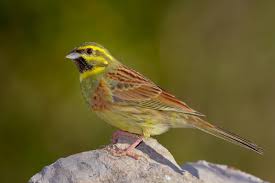 Image result for Emberiza cirlus