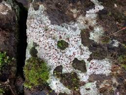 Attēlu rezultāti vaicājumam “Trapelia coarctata”