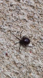 Attēlu rezultāti vaicājumam “Steatoda grossa”