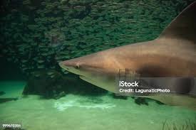 Image result for Carcharhinus limbatus