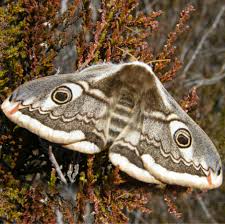 Attēlu rezultāti vaicājumam “Saturnia pavonia eggs”