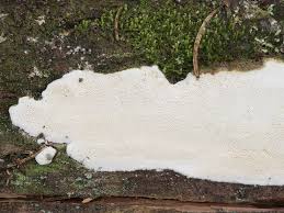 Attēlu rezultāti vaicājumam “Sidera lenis”