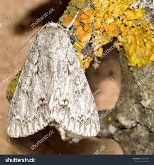 Attēlu rezultāti vaicājumam “Acronicta aceris”