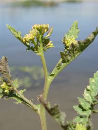 Attēlu rezultāti vaicājumam “Rorippa palustris flower”