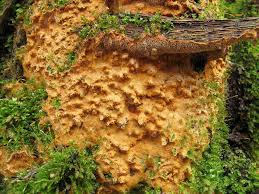 Attēlu rezultāti vaicājumam “Asterodon ferruginosus”