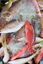 Image result for Lutjanus alexandrei