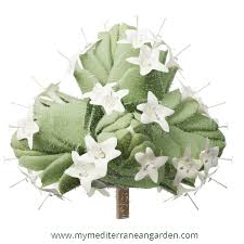 Attēlu rezultāti vaicājumam “Origanum majorana flower”