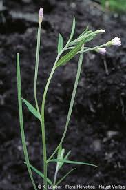 Attēlu rezultāti vaicājumam “Epilobium palustre flower”
