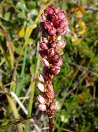 Attēlu rezultāti vaicājumam “Bistorta vivipara flower”