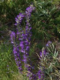 Image result for Campanula spicata