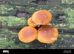 Attēlu rezultāti vaicājumam “Gymnopilus picreus”