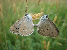 Attēlu rezultāti vaicājumam “Maculinea teleius underside”