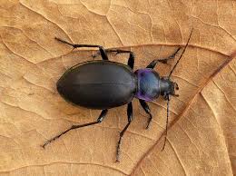 Attēlu rezultāti vaicājumam “Carabus violaceus”