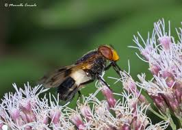 Attēlu rezultāti vaicājumam “Volucella pellucens”