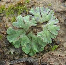 Attēlu rezultāti vaicājumam “Riccia bifurca”