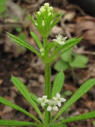 Attēlu rezultāti vaicājumam “Galium aparine leaf”