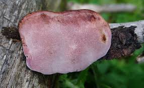 Attēlu rezultāti vaicājumam “Fomitopsis rosea”