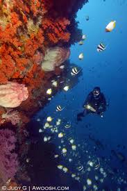 Image result for Scuba Skooling