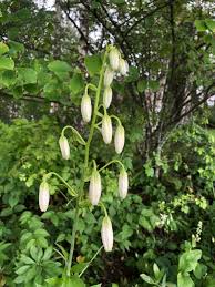 Image result for Lilium martagon Alba
