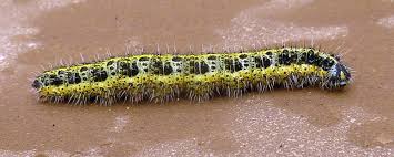 Attēlu rezultāti vaicājumam “Pieris rapae larva”