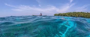 Image result for Styracura pacifica