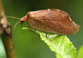 Attēlu rezultāti vaicājumam “Drepanepteryx phalaenoides”