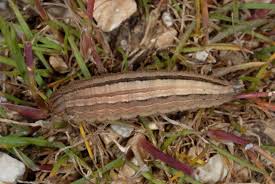 Attēlu rezultāti vaicājumam “Hipparchia semele”