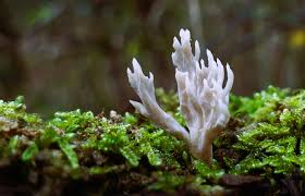 Attēlu rezultāti vaicājumam “Clavulina cinerea”