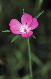 Image result for Kornrade