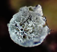 Attēlu rezultāti vaicājumam “Badhamia affinis var. microspora macro”