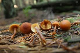 Attēlu rezultāti vaicājumam “Gymnopilus picreus”