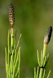 Attēlu rezultāti vaicājumam “Equisetum palustre”