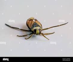 Attēlu rezultāti vaicājumam “Notonecta glauca”