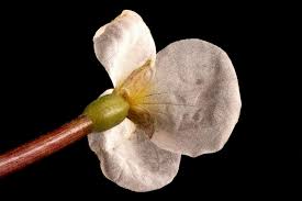 Attēlu rezultāti vaicājumam “Hydrocharis morsus-ranae bud”