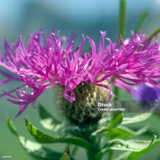 Image result for Centaurea pseudophrygia