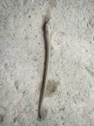 Image result for Lethenteron camtschaticum