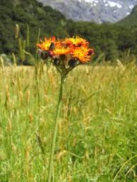 Attēlu rezultāti vaicājumam “Pilosella aurantiaca flower”