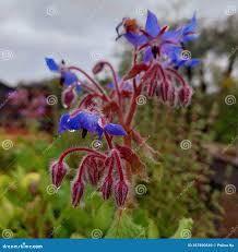 Attēlu rezultāti vaicājumam “Boraginaceae”