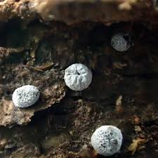 Attēlu rezultāti vaicājumam “Diderma spumarioides”