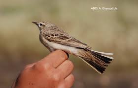 Image result for Anthus campestris