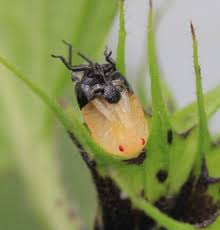 Attēlu rezultāti vaicājumam “Tritomegas bicolor nymph”
